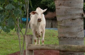 Como o agro brasileiro pode aumentar vendas para China com retaliaأ§أ£o de Pequim aos EUA | Agronegأ³cios