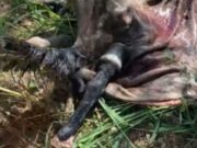 18:04 –
PJC investiga possível rede de abate de cavalos para comercialização de carne em Cuiabá