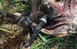 18:04 –
PJC investiga possível rede de abate de cavalos para comercialização de carne em Cuiabá