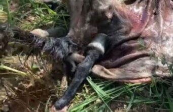 18:04 –
PJC investiga possível rede de abate de cavalos para comercialização de carne em Cuiabá
