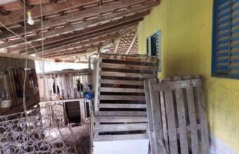 16:12 –
Polícia fecha rinha com galos em gaiolas com tapa-bicos e protetores de esporas; homem é preso