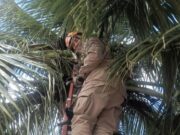 18:04 –
Gato preso em palmeira e enxame de abelhas: bombeiros fazem resgates inusitados em Mato Grosso