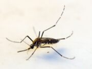 11:53 –
Prefeitura decreta emergência por dengue e Chikungunya; agentes poderão entrar à força em casas