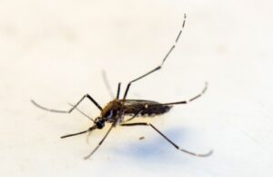 11:53 –
Prefeitura decreta emergência por dengue e Chikungunya; agentes poderão entrar à força em casas