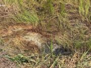 19:39 –
Corpo em decomposição é encontrado amarrado em lençol às margens da BR-174