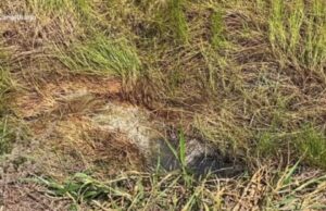 19:39 –
Corpo em decomposição é encontrado amarrado em lençol às margens da BR-174