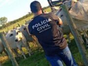 15:57 –
Polícia Civil recupera 20 cabeças de boi furtadas em fazenda