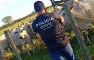 15:57 –
Polícia Civil recupera 20 cabeças de boi furtadas em fazenda