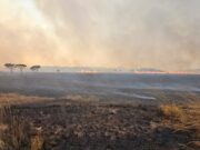 Desmatamento recua em todos biomas; 65% da área afetada estão em 5 estados