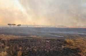 Desmatamento recua em todos biomas; 65% da área afetada estão em 5 estados