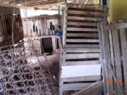 Polícia Civil resgata animais e desarticula rinha de galo em MT