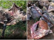 Polícia investiga suspeita de comercialização de carne de cavalo