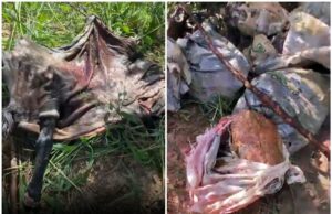 Polícia investiga suspeita de comercialização de carne de cavalo