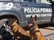 Secretaria de Justiça promove 3º Torneio de Cães Policiais e Obediência Pet