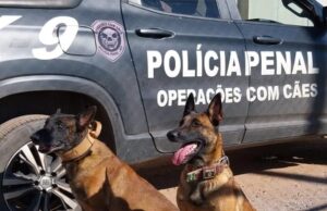 Secretaria de Justiça promove 3º Torneio de Cães Policiais e Obediência Pet