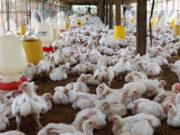 China suspende compra de frango por causa de gripe aviária