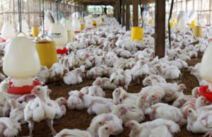 China suspende compra de frango por causa de gripe aviária
