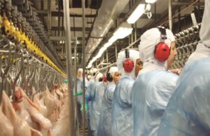 Países embargam frango sete meses depois de fim de vírus