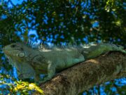 Lei estabelece iguana como animal símbolo de Rondonópolis
