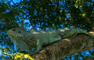 Lei estabelece iguana como animal símbolo de Rondonópolis