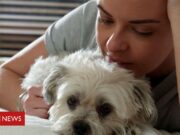 Pets: estamos prolongando demais a vida dos animais?