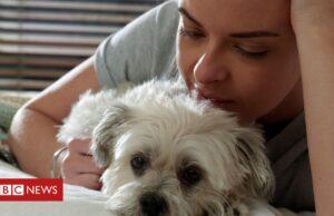 Pets: estamos prolongando demais a vida dos animais?