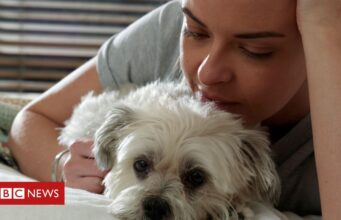 Pets: estamos prolongando demais a vida dos animais?