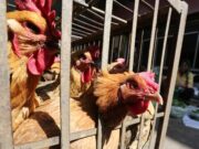 China, UE e Argentina suspendem compra de frango do Brasil