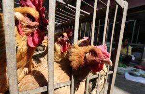 China, UE e Argentina suspendem compra de frango do Brasil
