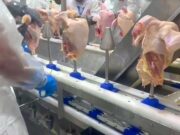 Bloqueio de países pode deixar o frango mais barato no Brasil? Saiba