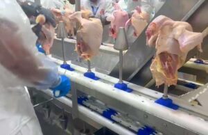 Bloqueio de países pode deixar o frango mais barato no Brasil? Saiba