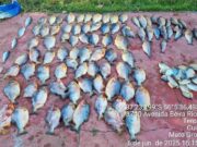 Homem é preso com 112 unidades de pescado irregular em Cuiabá