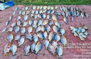 Homem é preso com 112 unidades de pescado irregular em Cuiabá