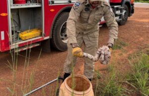 11:12 –
Bombeiros resgatam jiboia de quase dois metros em máquina de lavar roupas