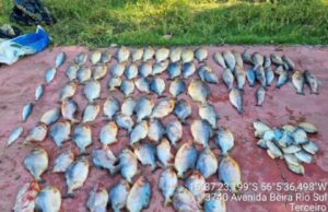 Homem é preso com 112 peixes e vai ter que R$ 38 mil de multa :: Notícias de MT