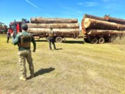 10:55 –
Dois caminhões com madeira ilegal são apreendidos e motoristas presos em ação da Polícia Civil