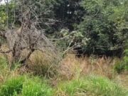 14:50 –
Homem é encontrado morto dentro de reserva florestal; latinha foi encontrado ao lado do corpo