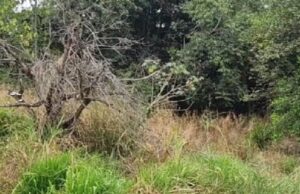 14:50 –
Homem é encontrado morto dentro de reserva florestal; latinha foi encontrado ao lado do corpo