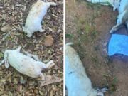 21:03 –
29 coelhos de terapia para autistas são mortos a pauladas em Apae; recado tá dado', diz ameaça