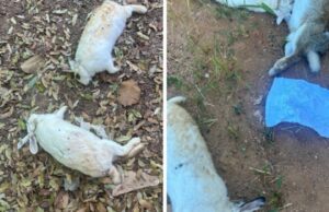 21:03 –
29 coelhos de terapia para autistas são mortos a pauladas em Apae; recado tá dado', diz ameaça