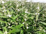 Pulses avança em MT e prometem rentabilidade maior que milho e soja