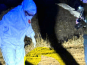 Corpo de jovem sequestrado é encontrado em milharal em MT