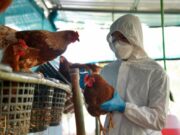 Brasil se declara livre da gripe aviária e prevê fim das restrições