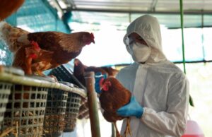 Brasil se declara livre da gripe aviária e prevê fim das restrições