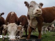 O golpe milionário da ‘vaca virtual’ que está abalando o Uruguai, um dos maiores produtores de gado do mundo
