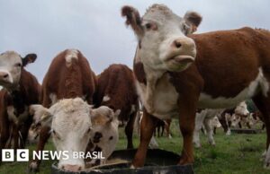O golpe milionário da ‘vaca virtual’ que está abalando o Uruguai, um dos maiores produtores de gado do mundo