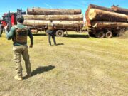 Polícia flagra caminhões com madeira ilegal em cidade de MT