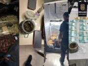 Polícia faz operação contra tráfico e apreende mudas de maconha
