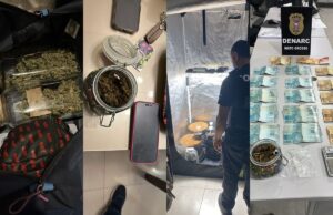 Polícia faz operação contra tráfico e apreende mudas de maconha