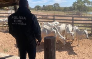 Fazendeiro é preso por receptação de gado roubado em Cuiabá